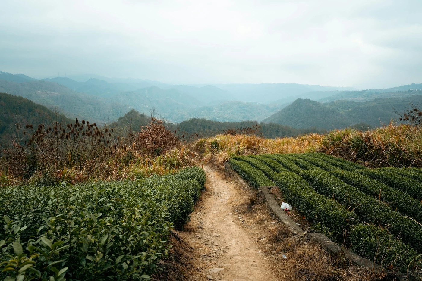 晋渔农业滇南高山茶园
